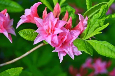 Azelea(Rhododendron) Flowers Stock Photos