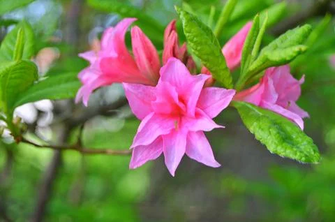 Azelea(Rhododendron) Flowers Stock Photos