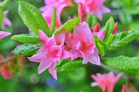 Azelea(Rhododendron) Flowers Stock Photos