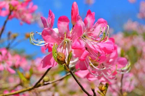 Azelea(Rhododendron) Flowers Stock Photos