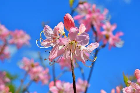 Azelea(Rhododendron) Flowers Stock Photos
