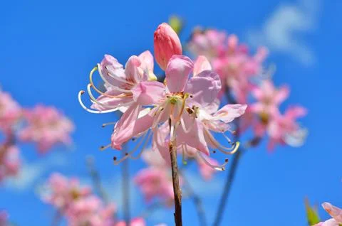 Azelea(Rhododendron) Flowers Foto stock