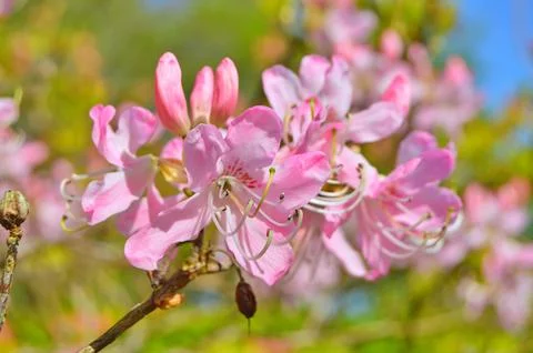 Azelea(Rhododendron) Flowers Stock Photos