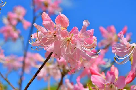 Azelea(Rhododendron) Flowers Stock Photos