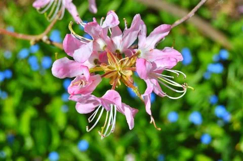 Azelea(Rhododendron) Flowers Stock Photos