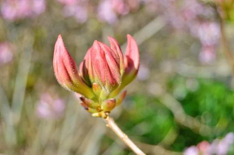 Azelea(Rhododendron) Flowers Stock Photos