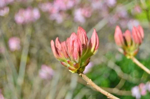 Azelea(Rhododendron) Flowers Stock Photos