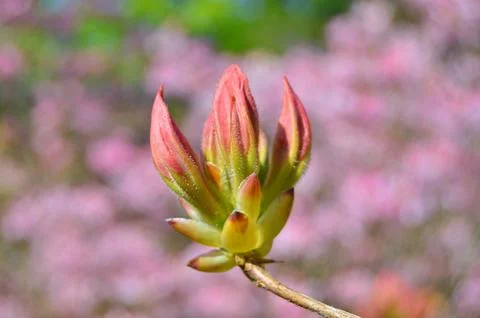 Azelea(Rhododendron) Flowers Stock Photos