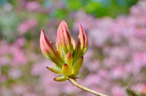 Azelea(Rhododendron) Flowers Stock Photos