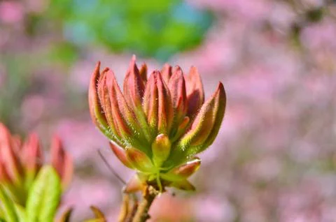 Azelea(Rhododendron) Flowers Stock Photos