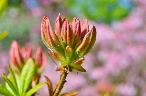Azelea(Rhododendron) Flowers Stock Photos
