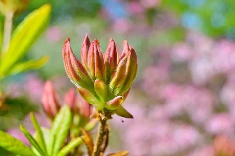 Azelea(Rhododendron) Flowers Stock Photos