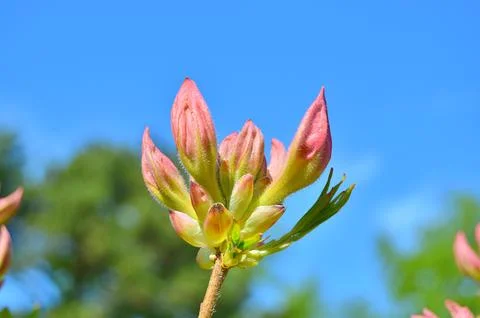 Azelea(Rhododendron) Flowers Stock Photos