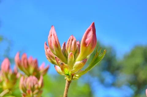 Azelea(Rhododendron) Flowers Stock Photos