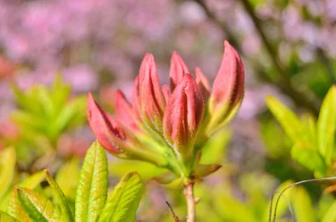 Azelea(Rhododendron) Flowers Stock Photos