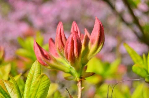  Azelea(Rhododendron) Flowers Stock Photos