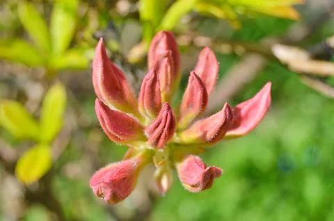Azelea(Rhododendron) Flowers Stock Photos