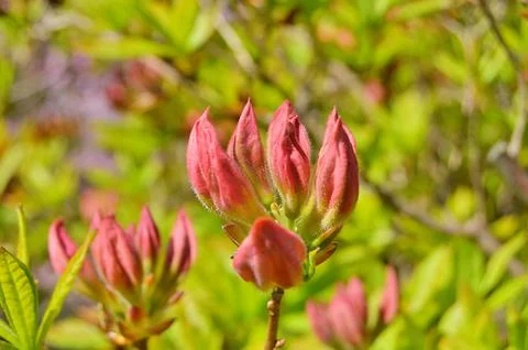 Azelea(Rhododendron) Flowers Stock Photos