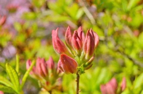 Azelea(Rhododendron) Flowers Stock Photos