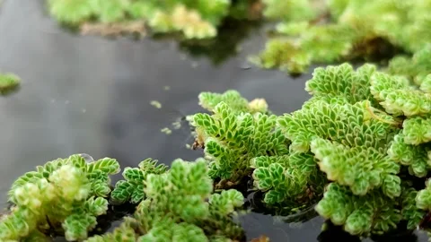 Azolla microphylla or Mexican mosquito fern or Azolla mexicana Stock Footage 341908309