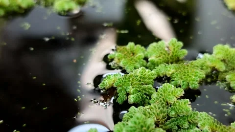 Azolla microphylla or Mexican mosquito fern or Azolla mexicana Stock-Footage 341908311