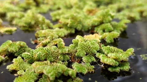 Azolla microphylla or Mexican mosquito fern or Azolla mexicana Stock Footage 341908331