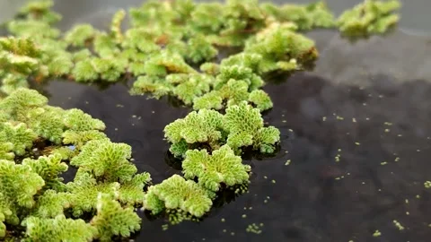 Azolla microphylla or Mexican mosquito fern or Azolla mexicana Stock Footage 341908376