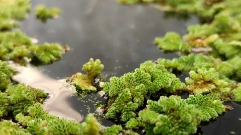 Azolla microphylla or Mexican mosquito fern or Azolla mexicana Видео 341908406