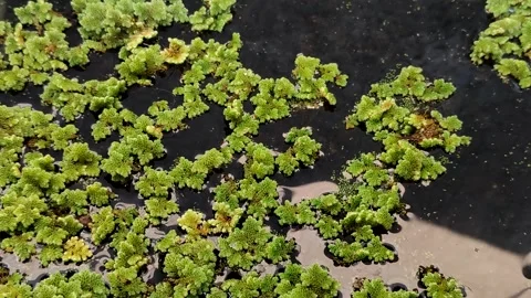 Azolla microphylla or Mexican mosquito fern or Azolla mexicana Vídeos de archivo 341908422