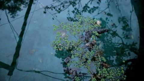 Azolla plant Stock-Footage 331816651