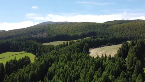 Azores forest Stock Footage 155818063