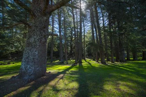 Azrou cedar forest Stock Photos