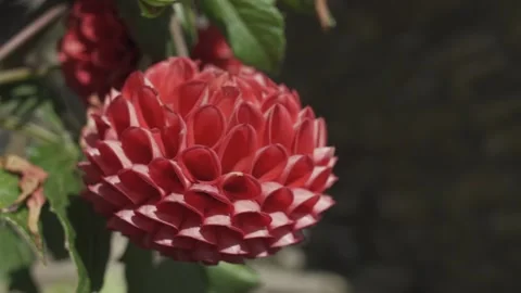 Aztec Dahlia 50p Stock Footage 146906191