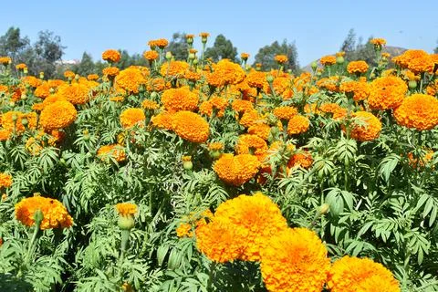 Aztec marigold flower Stock Photos