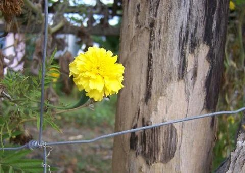 Aztec marigold Stock Photos