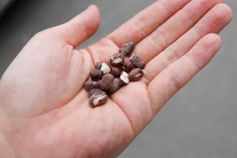 Azuki or red beans drying on hand Stock Photos