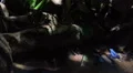 Azure blue poison dart frog in rainforest HD Footage