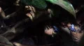 Azure blue poison dart frogs moving HD Footage