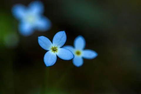 Azure Bluet Stock Photos