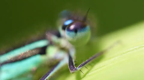 Azure Damselfly - eye Stock-Footage 24746294