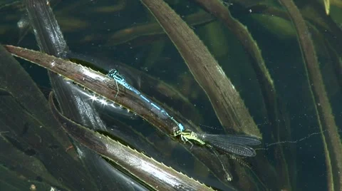 Azure damselfly  Stock Footage 890847