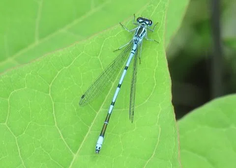 Azure damselfly on a green leaf Photos