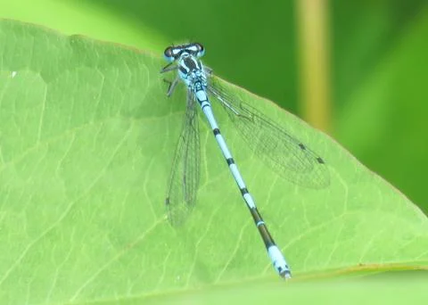 Azure damselfly on a green leaf Photos