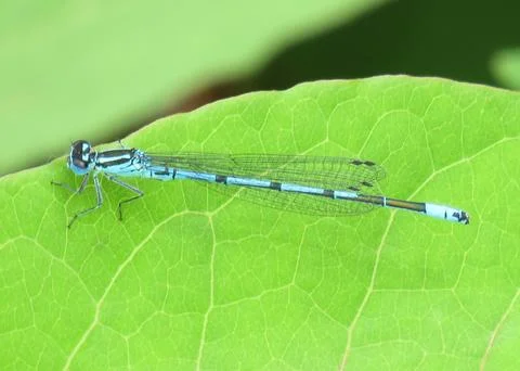 Azure damselfly on a green leaf Stockfoto's