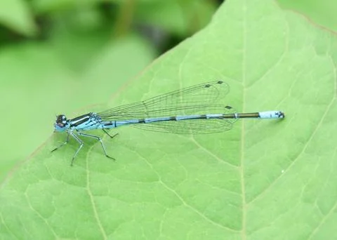 Azure damselfly on a green leaf Photos