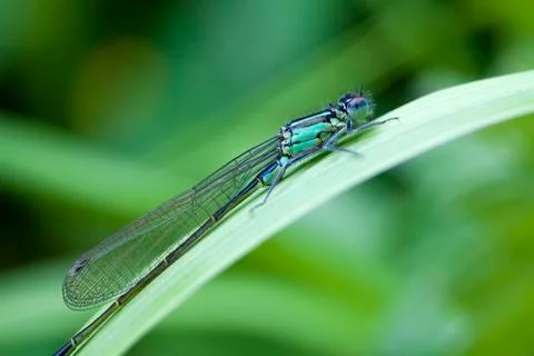 Azure Damselfly - macro 库存照片