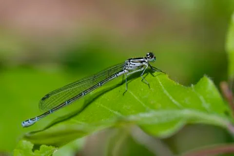 Azure Damselfly -  macro shot 库存照片