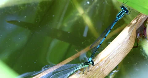 Azure Damselfly Mating Stock Footage 156616190