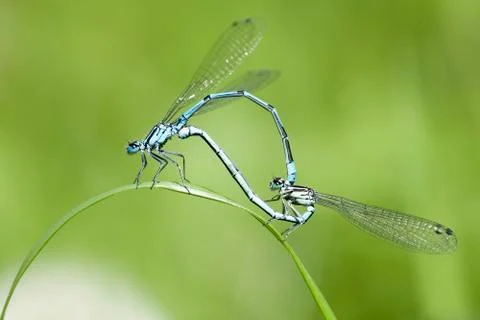 Azure Damselfly - mating Photos