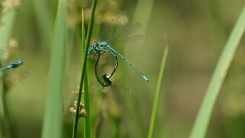 Azure Damselfly Pair Interrupted by Rival in Mid-Mating Stock Footage 310197248